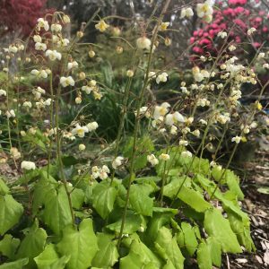 Epimedium pubigerum