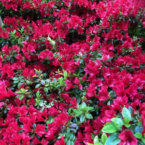 Azalea kurume wards ruby