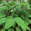 Polygonatum falcatum variegata